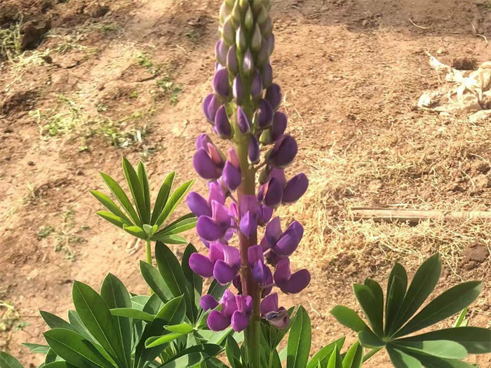 魯冰花